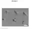 Fig. 07 - METHODS AND SUBSTRATES FOR DIFFERENTIATION OF NEURAL STEM CELLS