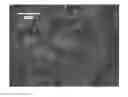 Fig. 01 - Graphite material, carbonaceous material for battery electrodes, and batteries