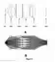 Fig. 06 - Apparatus and methods for analysing fluorescent particles