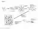 Fig. 09 - METHOD FOR ANALYSIS OF NUCLEIC ACID POPULATIONS