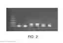 Fig. 03 - Methods of preventing non-specific reactions of nucleotide sequences
