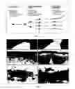 Fig. 06 - Multipotent neural stem cells