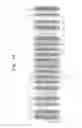 Fig. 09 - Methods of forming non-volatile memory devices including dummy word lines