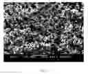 Fig. 06 - Cerium-based particle composition and the preparation thereof