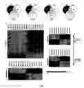 Fig. 02 -  METHOD OF DIAGNOSING A MENTAL STATE