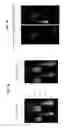 Fig. 08 - Automated detection and counting of biomolecules using nanoparticle probes