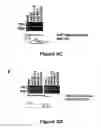Fig. 06 - Method for diagnosing acute lymphomic leukemia (ALL) using miR-221