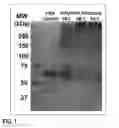 Fig. 02 - COMPOSITION AND PROCESS FOR SYNTHESIZING POLYMERIZED HUMAN SERUM ALBUMIN FOR APPLICATIONS IN TRANSFUSION MEDICINE