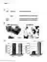 Fig. 06 - Down regulation of the gene expression by means of nucleic acid-loaded virus-like particles