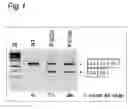 Fig. 02 - OLIGONUCLEOTIDE COMPRISING AN INOSINE FOR TREATING DMD