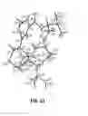 Fig. 32 - ROMIDEPSIN SOLID FORMS AND USES THEREOF