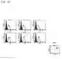 Fig. 30 - ANTI-lgSF4 ANTIBODY AND UTILIZATION OF THE SAME