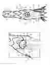 Fig. 04 - Prosthesis having pivoting fenestration