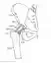 Fig. 01 - APPARATUS FOR CONTROLLING A LOAD ON A HIP JOINT