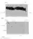 Fig. 04 - HAIRSCAN FOR GROWTH ANALYSIS