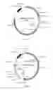 Fig. 04 - Methods for Conditional and Inducible Transgene Expression to Direct the Development of Embryonic, Embryonic Stem, Precursor and Induced Pluripotent Stem Cells