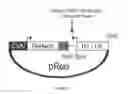 Fig. 02 - METHOD OF DELIVERY OF NUCLEIC ACIDS TO A DEVELOPING EMBRYO