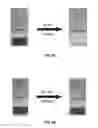 Fig. 07 - Composite filtration membranes and methods of preparation thereof