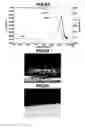 Fig. 43 - Triazine ring-containing polymer and film-forming composition comprising same