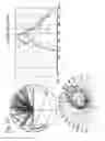 Fig. 13 - Three-Dimensional Display Using Angular Projection Backlight