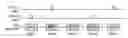 Fig. 01 - Method and apparatus for performing inter radio access technology measurements