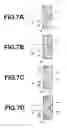 Fig. 07 - Light diffusing element and light guide for endoscopes equipped with the light diffusing element