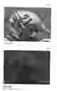Fig. 65 - Auto-focus control using image statistics data with coarse and fine auto-focus scores