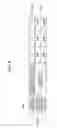 Fig. 10 - IMAGE FORMING APPARATUS AND CALIBRATION METHOD FOR IMAGE FORMING APPARATUS