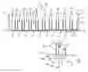 Fig. 05 - RACK CONFIGURED TO SUPPORT VIALS WITH IDENTIFICATION INDICIA EXPOSED