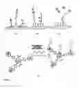 Fig. 02 - Gold/lanthanide nanoparticle conjugates and uses thereof