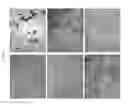 Fig. 30 - PERIPHERAL BLOOD SPARC BINDING ANTIBODIES AND USES THEREOF