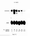 Fig. 16 - POLYMER COMPOSITIONS AND METHODS FOR THEIR USE