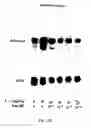 Fig. 22 - POLYMER COMPOSITIONS AND METHODS FOR THEIR USE