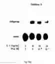 Fig. 23 - POLYMER COMPOSITIONS AND METHODS FOR THEIR USE