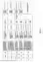 Fig. 159 - Antibacterial phage, phage peptides and methods of use thereof