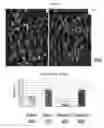 Fig. 06 - CONTROL OF BIOFILM FORMATION