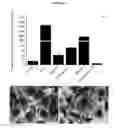 Fig. 08 - CONTROL OF BIOFILM FORMATION