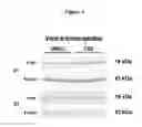 Fig. 05 - COMPOSITIONS AND METHODS FOR THE TREATMENT OF ALTERED ALPHA-SYNUCLEIN FUNCTION