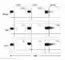 Fig. 01 - REGULATORY B CELLS AND THEIR USE