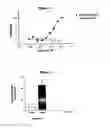 Fig. 10 - Methods of treatment using human antibody molecules for IL-13