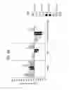 Fig. 86 - FGF21 MUTANTS AND USES THEREOF