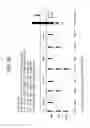 Fig. 95 - FGF21 MUTANTS AND USES THEREOF