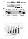 Fig. 03 - COMPOSITIONS AND METHODS OF USE FOR BINDING MOLECULES TO DICKKOPF-1 OR DICKKOPF-4 OR BOTH
