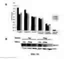 Fig. 07 - COMPOSITIONS AND METHODS OF USE FOR BINDING MOLECULES TO DICKKOPF-1 OR DICKKOPF-4 OR BOTH