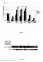 Fig. 08 - COMPOSITIONS AND METHODS OF USE FOR BINDING MOLECULES TO DICKKOPF-1 OR DICKKOPF-4 OR BOTH