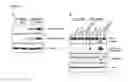 Fig. 11 - Compositions, Kits, and Methods for Predicting Anti-Cancer Response to Anthracyclines