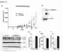 Fig. 16 - Compositions, Kits, and Methods for Predicting Anti-Cancer Response to Anthracyclines