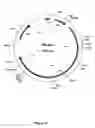 Fig. 11 - MUTANT CyaA POLYPEPTIDES AND POLYPEPTIDE DERIVATIVES SUITABLE FOR THE DELIVERY OF IMMUNOGENIC MOLECULES INTO A CELL