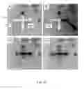 Fig. 13 - Flexible Microfluidic Device with Interconnected Porous Network