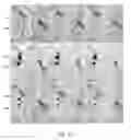 Fig. 18 - Flexible Microfluidic Device with Interconnected Porous Network